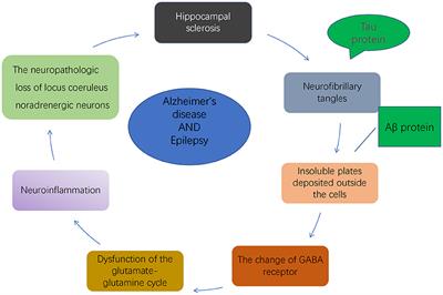 The clinical correlation between Alzheimer's disease and epilepsy